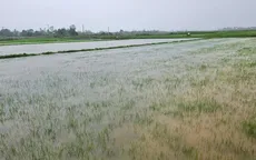 Quảng Bình: Hơn 7.400 ha lúa bị ngập do mưa lớn, nhiều khu vực bị chia cắt