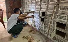 Phú Thọ: Người dân tất bật thu hoạch trứng rắn hổ mang phì
