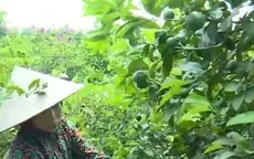 Chanh tứ quý vào vụ, nông dân “trúng mùa trúng giá”