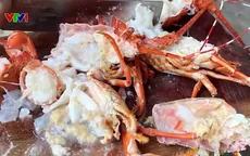 Nỗi lo tôm hùm chết bị bơm tạp chất để bán ra thị trường