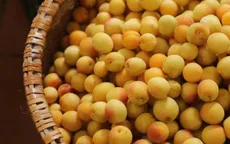 Mơ vàng vào mùa, dân Hà Thành “xếp hàng” chờ mua