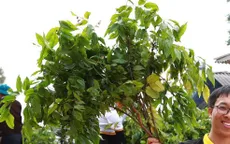 Chàng trai dân tộc Mông gần 10 năm trồng triệu cây xanh