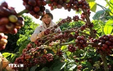 Giá cà phê tiếp tục giảm