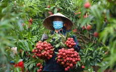Giá vải thiều có nơi chỉ còn 3.000 đồng/kg