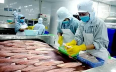 Giải pháp để xuất khẩu cá tra bền vững vào Hoa Kỳ