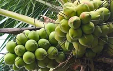 Giá dừa tăng mạnh