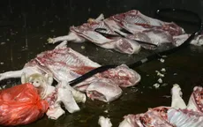Hà Nội: Bắt 4 người, triệt phá đường dây giết mổ thịt lợn nhiễm dịch tả châu Phi quy mô lớn