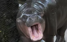 Người dân Thái Lan nô nức mừng sinh nhật 'ngôi sao' hà mã Moo Deng