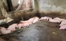 Quảng Ngãi: Tiêu hủy hàng trăm con lợn nhiễm bệnh