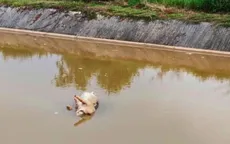 Nghệ An: Lợn chết dịch bị vứt ra sông, gây ô nhiễm môi trường nghiêm trọng