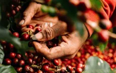 Doanh nghiệp bị tố chiếm đoạt cà phê, hồ tiêu của hàng trăm nông dân ở Đắk Lắk