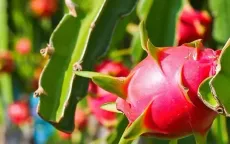 Thiếu chứng thư, nông sản Việt “tắc đường” sang châu Âu