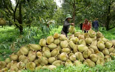 Tái cấu trúc toàn diện để tăng tốc xuất khẩu sầu riêng