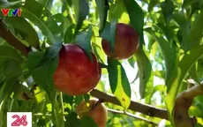 Một ngày trải nghiệm nông trại vùng ngoại ô tại Mỹ