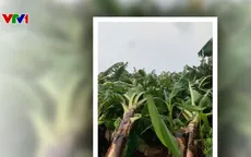 Ảnh hưởng bão số 3, nhiều diện tích chuối tại Hưng Yên bị gãy đổ