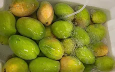 Cách bảo quản xoài tươi ngon trong suốt một tháng