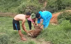 Quảng Ngãi: Nhiều gia súc nghi mắc bệnh lở mồm long móng do chưa tiêm phòng vaccine