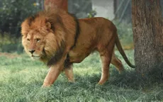 Tranh cãi quanh trào lưu nuôi sư tử làm thú cưng tại Thái Lan