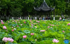 Hoa sen giúp phát triển du lịch tại Phúc Kiến (Trung Quốc)