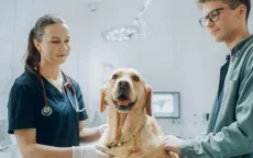 Chó đánh hơi phát hiện Parkinson sớm, độ chính xác tới 98%