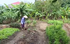 Dự án công viên cây xanh bị bỏ hoang 17 năm, biến thành ruộng rau, nuôi gà