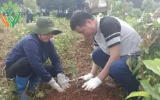 Dự án trồng 100 triệu cây đàn hương tại Tây Nguyên chính thức khởi động