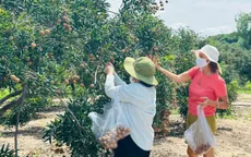 TP Hồ Chí Minh: Mô hình trồng cây ăn trái kết hợp du lịch xanh
