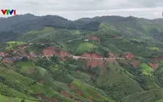 Điện Biên: Chuyển đổi cây trồng để phòng chống sạt lở