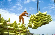 Xuất khẩu gạo Việt Nam khởi sắc, giá lúa ĐBSCL tăng trở lại