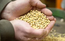 Tổng thống Mỹ hối thúc Trung Quốc tăng gấp 4 lần đơn hàng đậu tương