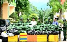 Bắt nam thanh niên vận chuyển, tàng trữ 240 kg cần sa