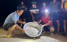 Hỗ trợ đưa 11 chú rùa con về với biển