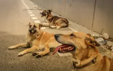 Ấn Độ di dời hàng nghìn con chó hoang khỏi khu vực thủ đô
