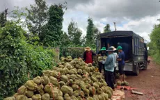 Đắk Lắk siết chặt quản lý sầu riêng vụ 2025, ngăn chặn ép giá và gian lận mã vùng trồng