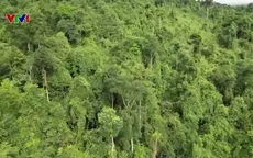 Vườn quốc gia Sông Thanh phát hiện rừng lim cổ thụ