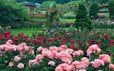 Trải nghiệm Portland - Thành phố của hoa hồng ở Mỹ