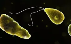 Australia phát hiện "amip ăn não" trong nguồn nước sinh hoạt