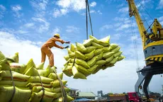 Xuất khẩu gạo Việt vươn lên vị trí thứ 2 thế giới