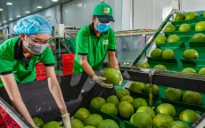 Xuất khẩu rau quả sang EU tăng 44%