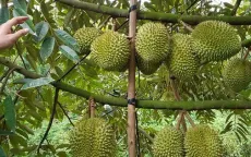 Đẩy mạnh tiêu thụ sầu riêng chính vụ