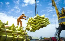 Xuất khẩu gạo Việt Nam nhiều cơ hội mới