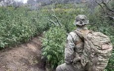 Mỹ phát hiện vườn cần sa trong công viên quốc gia