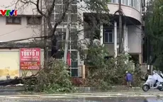 Nghệ An: Hơn 3.000 cây xanh gãy đổ, 7.000 ha lúa bị ảnh hưởng do bão số 5