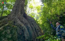 Tuyên Quang: Giữ xanh “lá phổi” quê hương, phát triển kinh tế dưới tán rừng