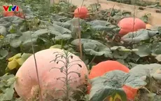 Khám phá vườn bí ngô khổng lồ tại Lâm Đồng