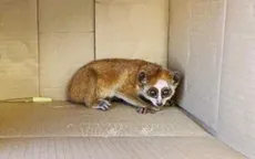 Người dân giao nộp cá thể cu li nằm trong Sách đỏ