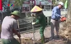 Trồng lại hơn 15.000 cây xanh sau bão