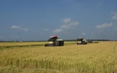 Tìm kiếm mở rộng thị trường mới để ổn định giá lúa, hỗ trợ nông dân
