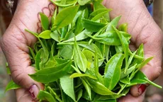 Vì sao trà xanh được hàng triệu người ưa chuộng?