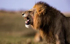 Sư tử tấn công khiến người quản lý sở thú tại công viên ở Thái Lan tử vong